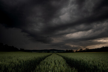 Fototapeta na wymiar Thunderstorm dark clouds black over green corn