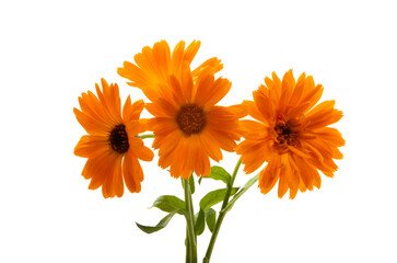 Calendula flower isolated