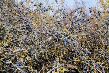 Blackthorn fruit, Blackthorn, Oepfershausen, Thueringen, Germany, Europe