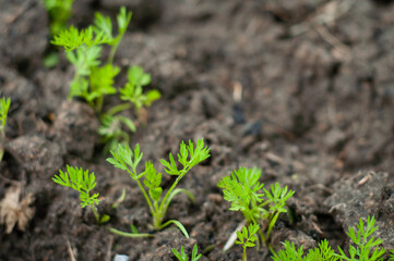 Fresh young carrot sprouts in a home garden