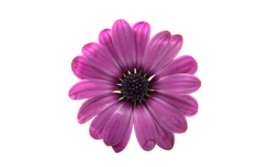 Osteospermum daisy flower isolated