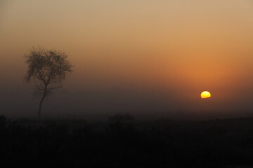 Sunrise behind a tree in very dense fog.