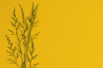 Bright background with ornament made of real grass. Grass close-up on a yellow background