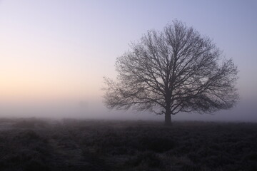 Fototapeta na wymiar A lone tree in the dense fog during sunrise. 