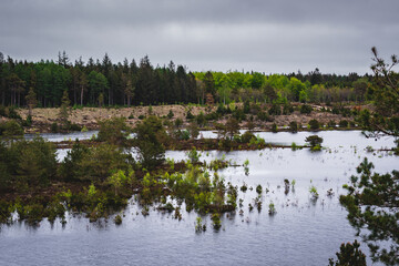 reeds in the lake