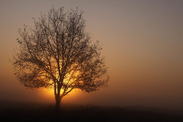 Obraz na płótnie Canvas Lone tree in dense fog during the golden hour.