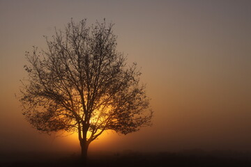 Fototapeta na wymiar Lone tree in dense fog during the golden hour.