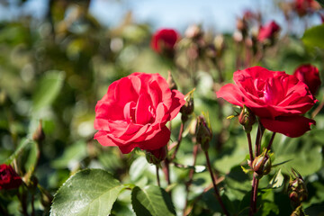 Obraz premium Red rose flower in the garden inside of the summer palace of peter the great in Saint Pertersburg, Russia.