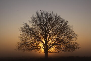 Lone tree in dense fog during the golden hour.