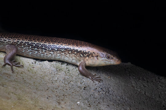 Close up full body and tail picture of a wild lizard (Bellatorias frerei) at Cape Hillsborough, Queensland, Australia, Oceania