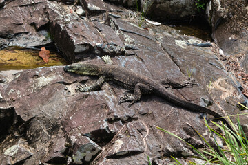 Close up picture portrait of a large sized varanus (Lace monitor) sunbathing on the rocks next to a...