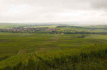 vineyard in rheine valley region, germany