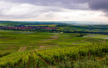 Plakat vineyard in rheine valley region, germany