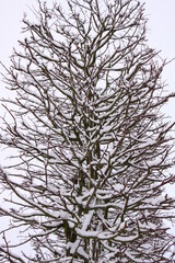 Branches covered with a layer of snow. Beautiful pattern. The Netherlands, Europe