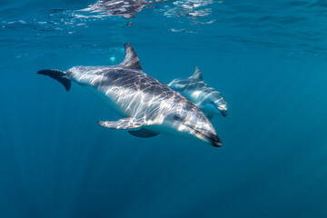 DUsky dolphins, Nuevo Gulf, Valdes Peninsula, Argentina.