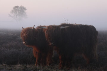 Two Scottish highlanders side by side in the dense fog.	
