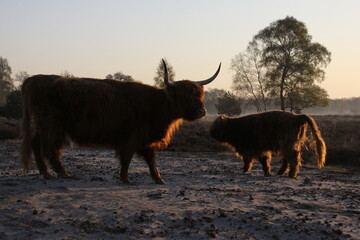 A Scottish highlander walks with her calf across a misty heather field.