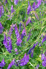 Fototapeta premium Blühende Vogelwicken, Vicia cracca, im Sommer