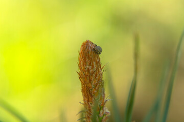 Fototapeta premium fresh young pine buds - drug in alternative medicine. Branches of Scots pine covered with yellow pollen, male gender.