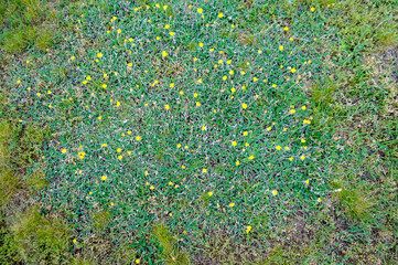 green grass and flowers