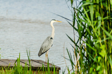 Gray heron in its natural environment 