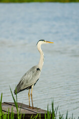 Gray heron in its natural environment 