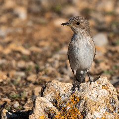Small Bird (Lark)