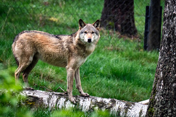 Europäischer Wolf ( Canis lupus ).