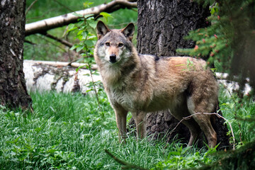 Europäischer Wolf ( Canis lupus ).