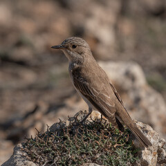 Small Bird (Lark)