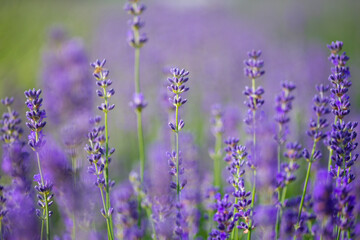 Provence - lavender field