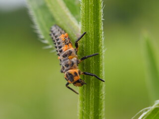 ナミテントウの幼虫