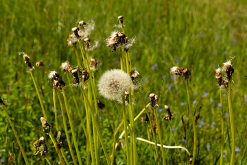 full dandelion on a background of empty dandelions. The concept of strength