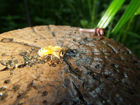 日本のミツバチ Honeybee