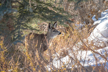 Brown female deer on a snowy hill in Park City Utah on a sunny winter day