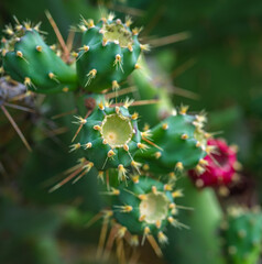 Cactus Opuntia ficus indica. Selective focus