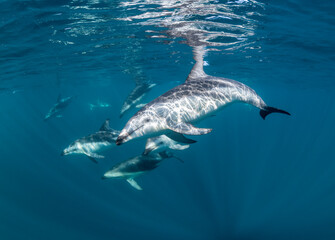 Fototapeta premium DUsky dolphins, Nuevo Gulf, Valdes Peninsula, Argentina.