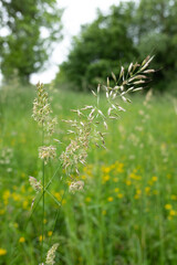 Grashalme, blühende Gräser in einer Wiese
