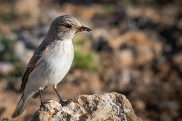 Small Bird (Lark)