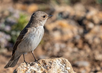 Fototapeta premium Small Bird (Lark)