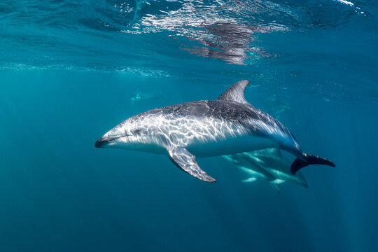 DUsky dolphins, Nuevo Gulf, Valdes Peninsula, Argentina.