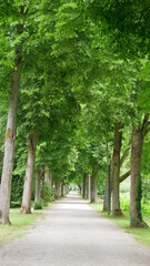 Parkallee mit Laubbäumen