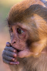 portrait of a young monkey 