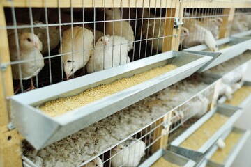 adult white quail in an aviary eating food and drinking water on a poultry farm close up © Evgeniy Kalinovskiy