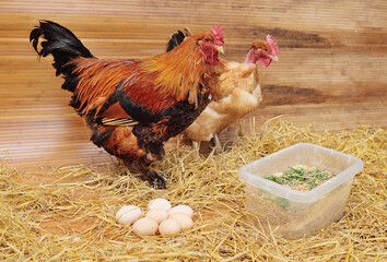 A Brahma rooster and a bare-necked Transylvanian chicken against a background of hay and eggs in a...