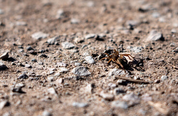 spider on the sand