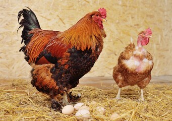 A Brahma rooster and a bare-necked Transylvanian chicken against a background of hay and eggs in a...