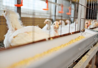 broiler chickens in cages on the background of a poultry farm and mixed feed