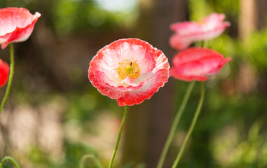 decorative poppy growing on a flower bed
