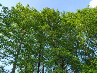 big green trees and blue sky
